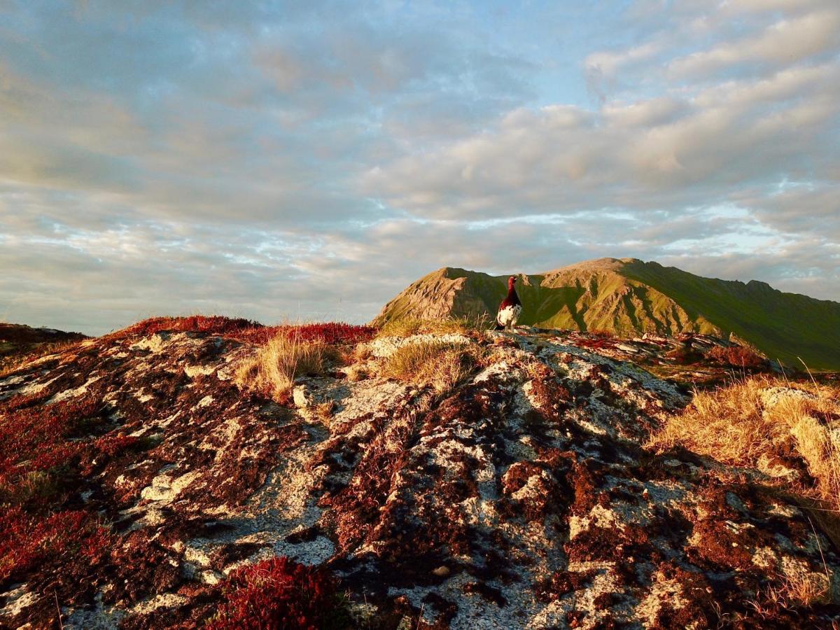 Lofoten Troll View Bostad Zewnętrze zdjęcie